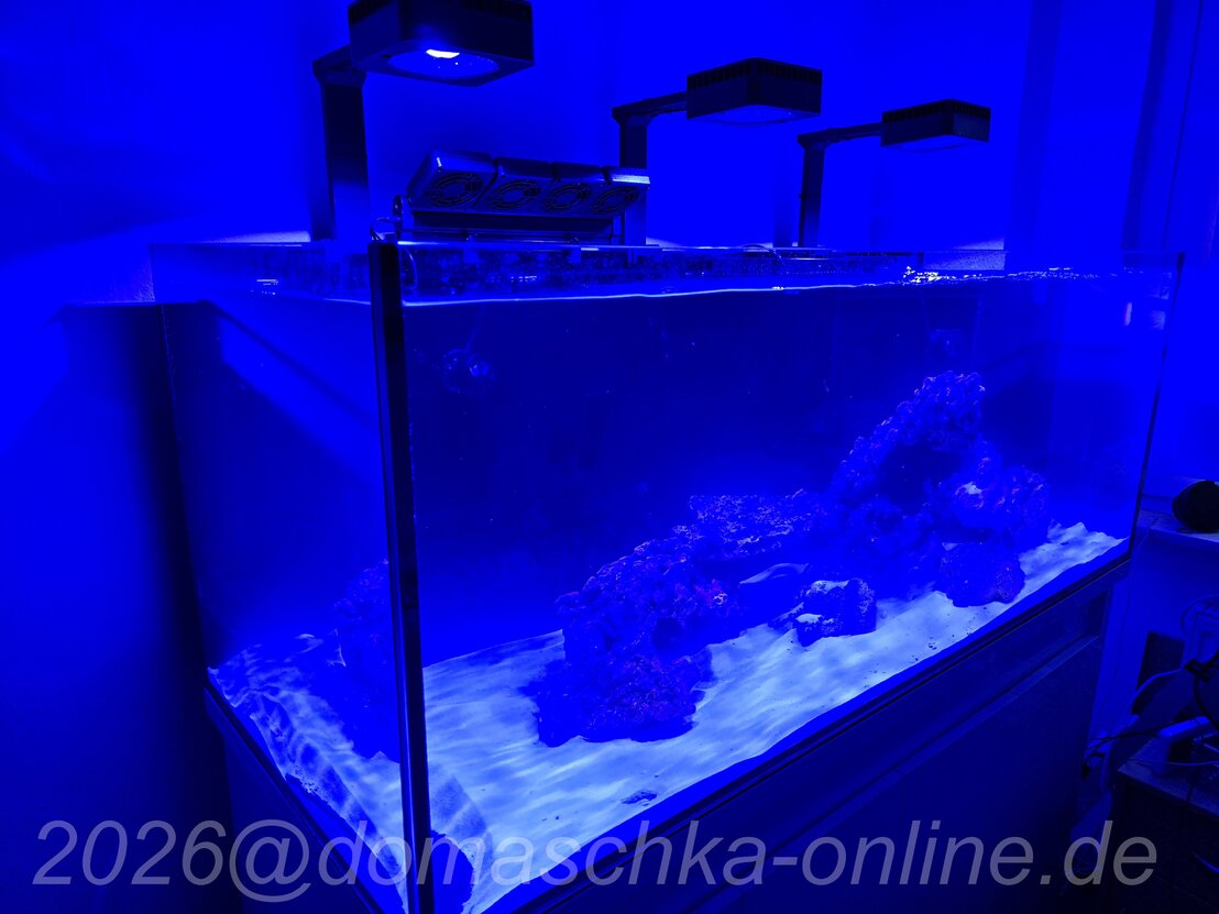 Gesamtansicht des Meerwasseraquariums