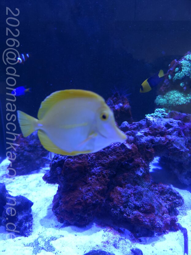 Clownfisch und Korallen im Riffaquarium